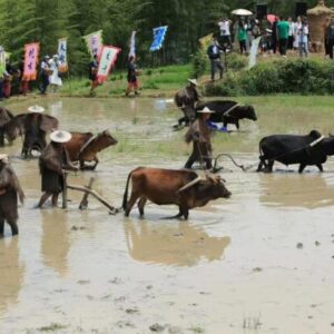 El arado de terrazas en Yunhe, símbolo de la cultura agrícola china
